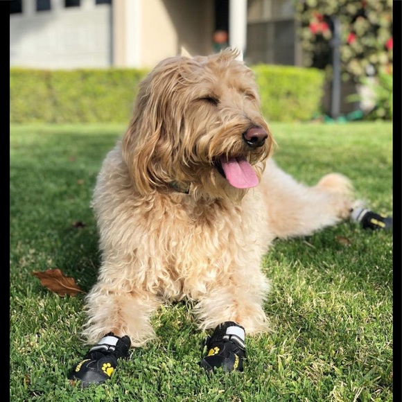 Other - NWT doggie shoes